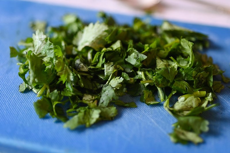 Cilantro herb
